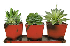 Set of 3 Planters with Tray - HomeStreetHome.ie