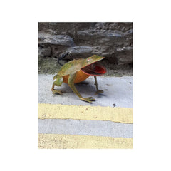 Vintage metal handpainted watercan in the shape of a frog green