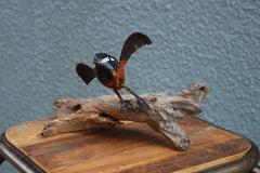 Bruant Bird Driftwood sitting on Chair - HomeStreetHome.ie