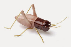 Cricket with body made of ceramic pink & brown with brass legs & antennas.