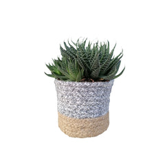 Jute Cotton Grey and Natural Jute Planter with Plant inside 