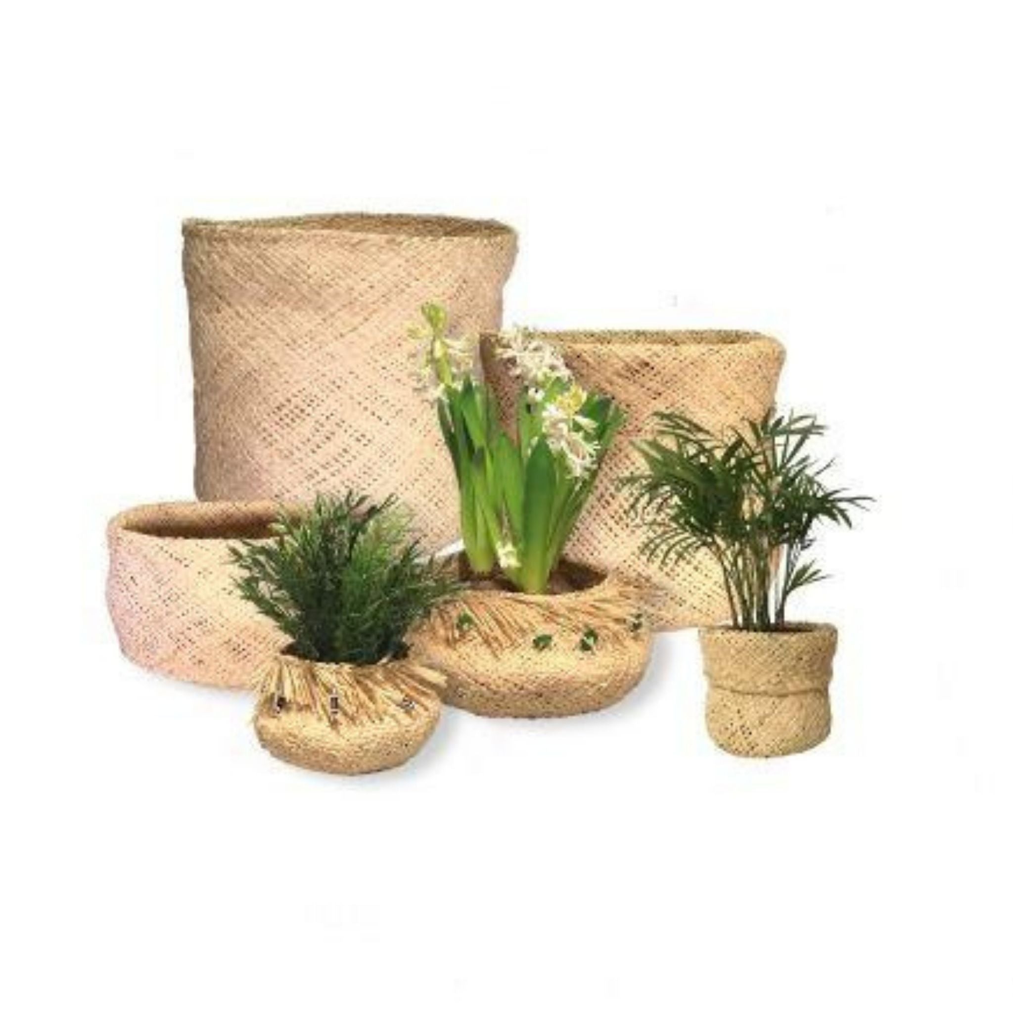 Raffia Set of planters With plants inside 