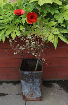 Poppy Flower Recycled Metal view of two poppies in zinc container