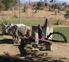 woman working at the watermill with buffalos